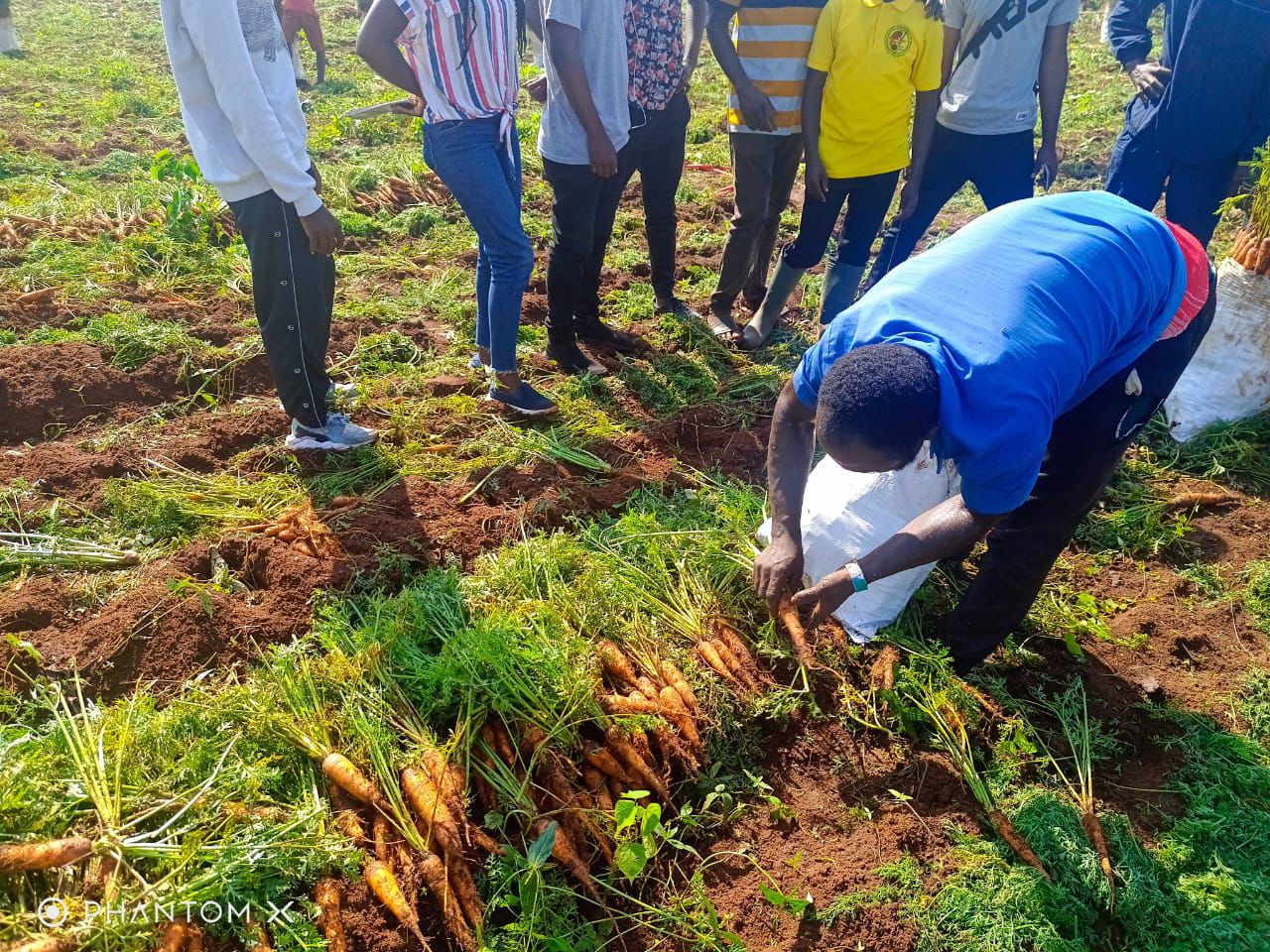 Carrots varietal demonstration field