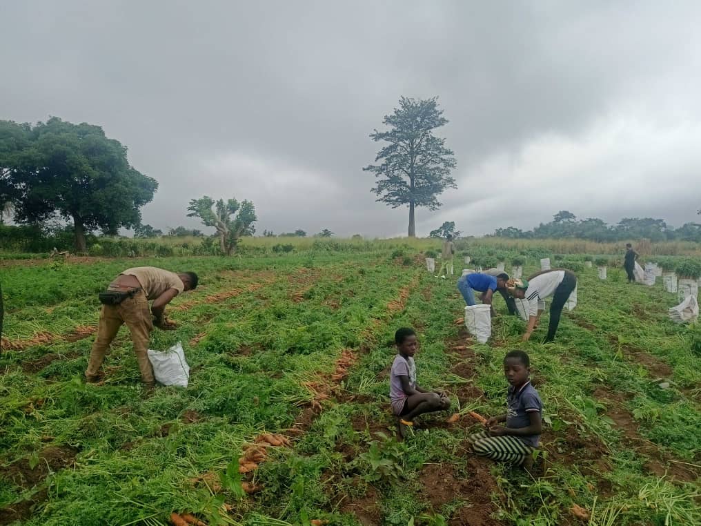 Harvesting of carrots